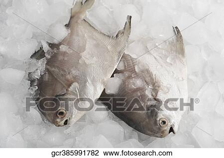Close-up of raw fish on ice View Large Photo Image Stock Image - Close-up of raw fish on ice. Fotosearch