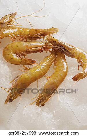 Close-up of shrimp on ice View Large Photo Image Stock Photo - Close-up of shrimp on ice. Fotosearch