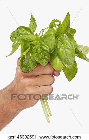 Man holding basil leaves View Large Photo Image Stock Image - Man holding basil leaves. Fotosearch