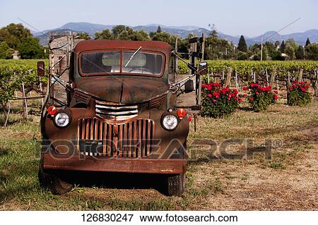 Abandoned truck in a vineyard, Napa Valley, California, USA View Large Photo Image Stock Photo - Abandoned truck in a vineyard, Napa Valley, California, USA. Fotosearch