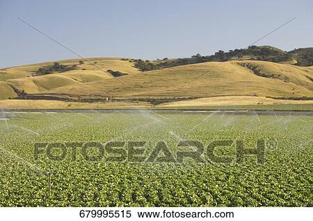 Stock Photography - Agricultural sprinkler in a field, California, USA. Fotosearch
