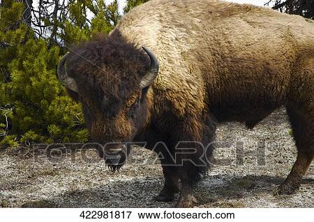 Stock Photo - American bison (Bison bison) in a field, Virginia City, Madison County, Montana, USA. Fotosearch