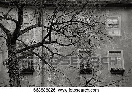Bare tree in front of a building View Large Photo Image Stock Photograph - Bare tree in front of a building. Fotosearch