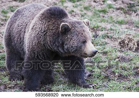 Brown bear (Ursus arctos) in a national park, Yellowstone National Park, Wyoming, USA View Large Photo Image Stock Image - Brown bear (Ursus arctos) in a national park, Yellowstone National Park, Wyoming, USA. Fotosearch