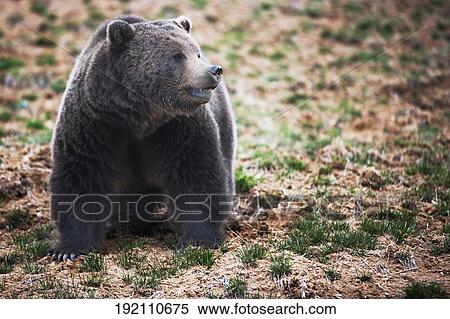 Brown bear (Ursus arctos) in a national park, Yellowstone National Park, Wyoming, USA View Large Photo Image Stock Photography - Brown bear (Ursus arctos) in a national park, Yellowstone National Park, Wyoming, USA. Fotosearch