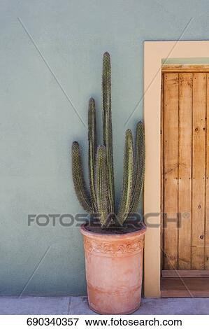 Stock Photo - Cactus in a pot in front of a wall, Santa Fe, New Mexico, USA. Fotosearch