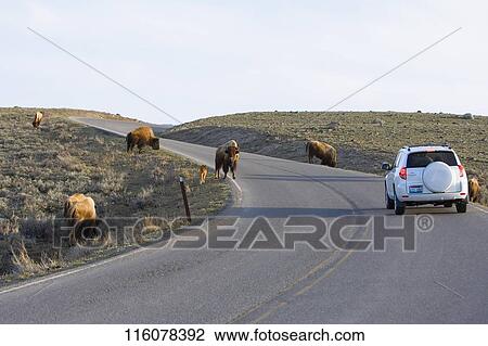 Car on a road, Norris, Madison County, Montana, USA View Large Photo Image Stock Image - Car on a road, Norris, Madison County, Montana, USA. Fotosearch