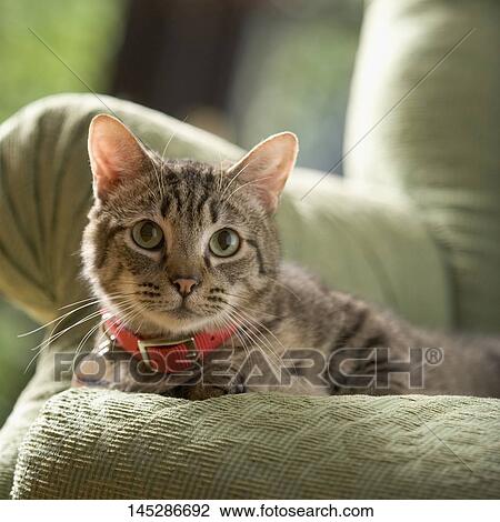 Cat lying on a couch View Large Photo Image Stock Image - Cat lying on a couch. Fotosearch