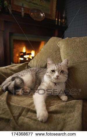 Cat lying on a couch View Large Photo Image Stock Photo - Cat lying on a couch. Fotosearch