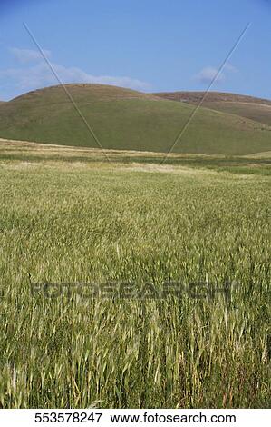 Stock Photo - Cereal crop in a field, California State Route 1, California, USA. Fotosearch