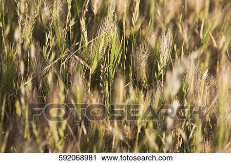 Cereal crop in a field, California, USA View Large Photo Image Stock Image - Cereal crop in a field, California, USA. Fotosearch