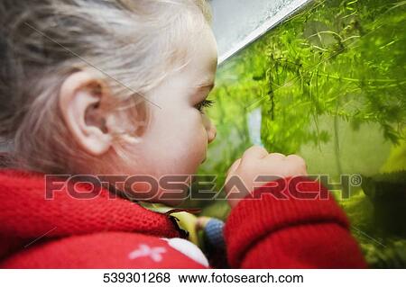 Close-up of a baby girl looking at an aquarium View Large Photo Image Stock Photo - Close-up of a baby girl looking at an aquarium. Fotosearch