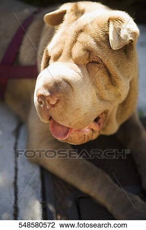 Close-up of a bulldog View Large Photo Image Stock Image - Close-up of a bulldog. Fotosearch