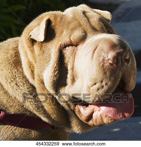 Close-up of a bulldog View Large Photo Image Stock Photo - Close-up of a bulldog. Fotosearch