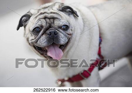 Stock Photograph - Close-up of a bulldog. Fotosearch