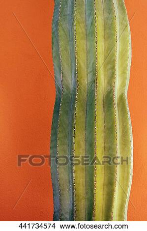 Close-up of a cactus View Large Photo Image Picture - Close-up of a cactus. Fotosearch