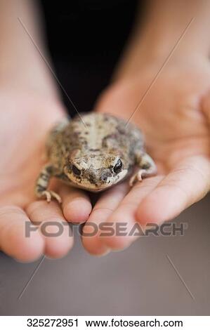 Close-up of a child's hands holding a frog View Large Photo Image Stock Image - Close-up of a child's hands holding a frog. Fotosearch