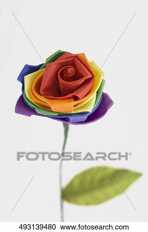 Close-up of a colorful flower representing Gay symbol View Large Photo Image Stock Image - Close-up of a colorful flower representing Gay symbol. Fotosearch