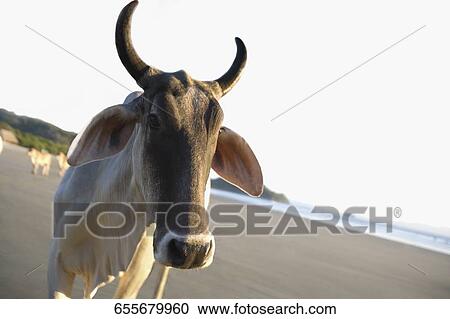 Close-up of a cow on the beach View Large Photo Image Stock Image - Close-up of a cow on the beach. Fotosearch