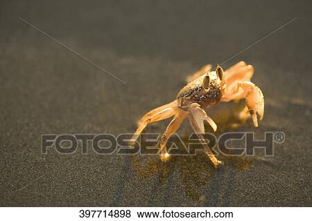 Close-up of a crab on sand View Large Photo Image Stock Photo - Close-up of a crab on sand. Fotosearch