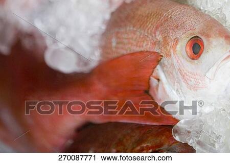 Stock Image - Close-up of a dead fish. Fotosearch