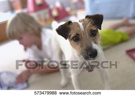 Close-up of a dog beside a boy View Large Photo Image Stock Photo - Close-up of a dog beside a boy. Fotosearch