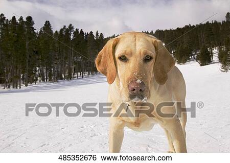 Close-up of a dog standing in snow View Large Photo Image Stock Photograph - Close-up of a dog standing in snow. Fotosearch