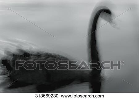Close-up of a duck floating on water in a lake View Large Photo Image Stock Image - Close-up of a duck floating on water in a lake. Fotosearch