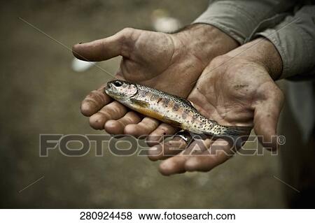 Stock Photo - Close-up of a fish on a person's palm. Fotosearch