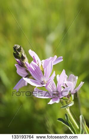 Close-up of a flower View Large Photo Image Picture - Close-up of a flower. Fotosearch