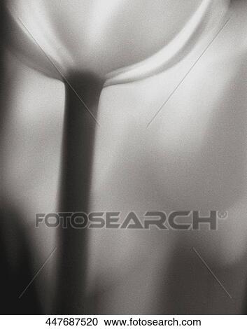 Close-up of a flower View Large Photo Image Stock Image - Close-up of a flower. Fotosearch