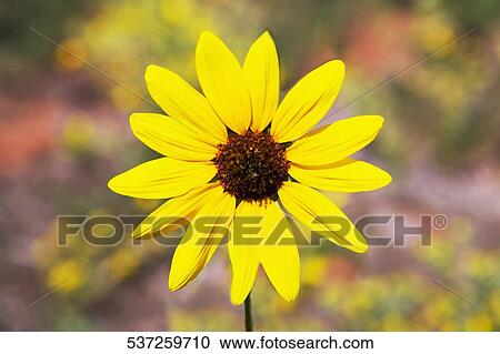 Close-up of a flower View Large Photo Image Stock Image - Close-up of a flower. Fotosearch