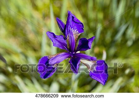 Close-up of a flower View Large Photo Image Stock Photo - Close-up of a flower. Fotosearch