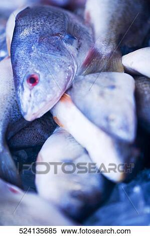 Close-up of a heap of dead fish View Large Photo Image Stock Photography - Close-up of a heap of dead fish. Fotosearch