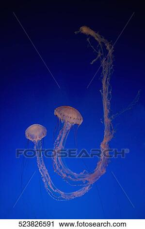 Close-up of a Jelly fish (Chironex fleckeri) in an aquarium, Monterey Bay Aquarium, Monterey, California, USA View Large Photo Image Stock Image - Close-up of a Jelly fish (Chironex fleckeri) in an aquarium, Monterey Bay Aquarium, Monterey, California, USA. Fotosearch