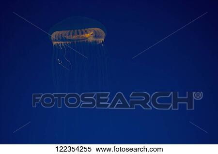 Close-up of a Jelly fish (Chironex fleckeri) in an aquarium, Monterey Bay Aquarium, Monterey, California, USA View Large Photo Image Stock Photography - Close-up of a Jelly fish (Chironex fleckeri) in an aquarium, Monterey Bay Aquarium, Monterey, California, USA. Fotosearch