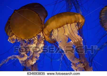 Close-up of a Jelly fish (Chironex fleckeri) in an aquarium, Monterey Bay Aquarium, Monterey, California, USA View Large Photo Image Stock Photography - Close-up of a Jelly fish (Chironex fleckeri) in an aquarium, Monterey Bay Aquarium, Monterey, California, USA. Fotosearch