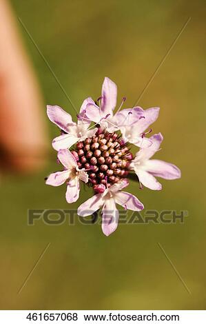 Close-up of a person's hand holding a flower View Large Photo Image Stock Photo - Close-up of a person's hand holding a flower. Fotosearch