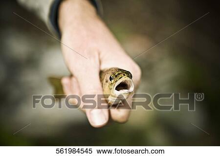 Close-up of a person's hand holding a fish View Large Photo Image Stock Photography - Close-up of a person's hand holding a fish. Fotosearch