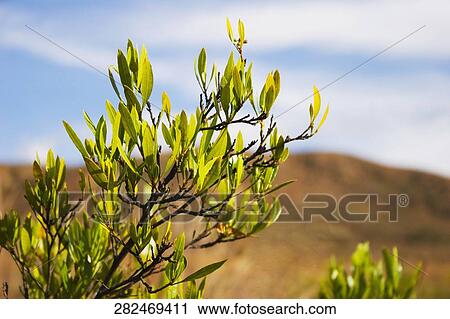 Close-up of a plant View Large Photo Image Stock Image - Close-up of a plant. Fotosearch