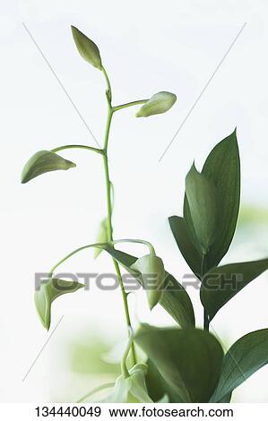 Close-up of a plant View Large Photo Image Stock Photo - Close-up of a plant. Fotosearch