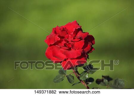 Stock Image - Close-up of a rose, Napa Valley, California, USA. Fotosearch