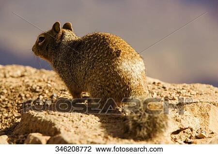 Stock Image - Close-up of a Squirrel on a rock. Fotosearch