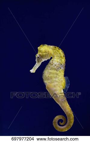 Picture - Close-up of a Thorny Sea horse (Hippocampus histrix), Monterey Bay Aquarium, Monterey, California, USA. Fotosearch