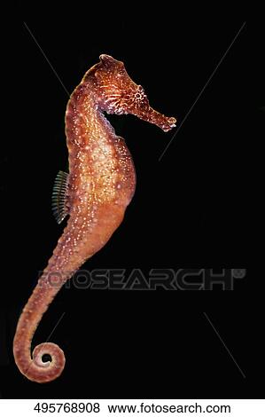 Stock Photo - Close-up of a Thorny Sea horse (Hippocampus histrix), Monterey Bay Aquarium, Monterey, California, USA. Fotosearch