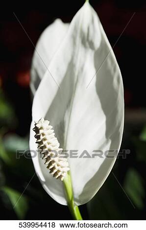 Stock Photo - Close-up of a white flower. Fotosearch