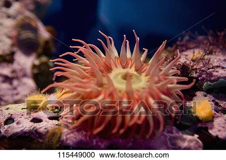 Stock Image - Close-up of an apple anemone in the sea. Fotosearch
