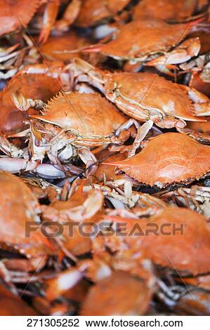 Close-up of crabs View Large Photo Image Stock Image - Close-up of crabs. Fotosearch