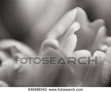 Close-up of flower petals View Large Photo Image Stock Image - Close-up of flower petals. Fotosearch