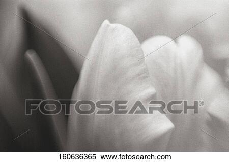 Close-up of flower petals View Large Photo Image Stock Photography - Close-up of flower petals. Fotosearch